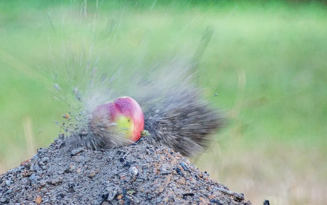 Kan jeg bruge et luftgevær til konkurrencer eller skydesport?
